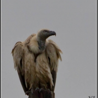 First picture of a Cape Vulture ! Photographer - Karien le Roux